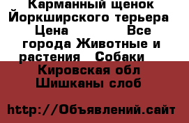 Карманный щенок Йоркширского терьера › Цена ­ 30 000 - Все города Животные и растения » Собаки   . Кировская обл.,Шишканы слоб.